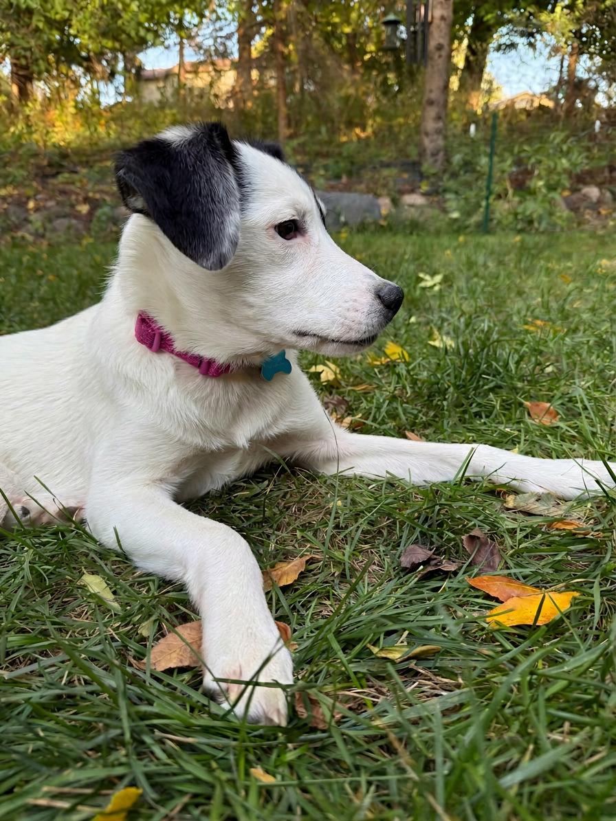 Enlarge Sylvie, a Adoptable mixed breed in Minneapolis, MN image 2/5