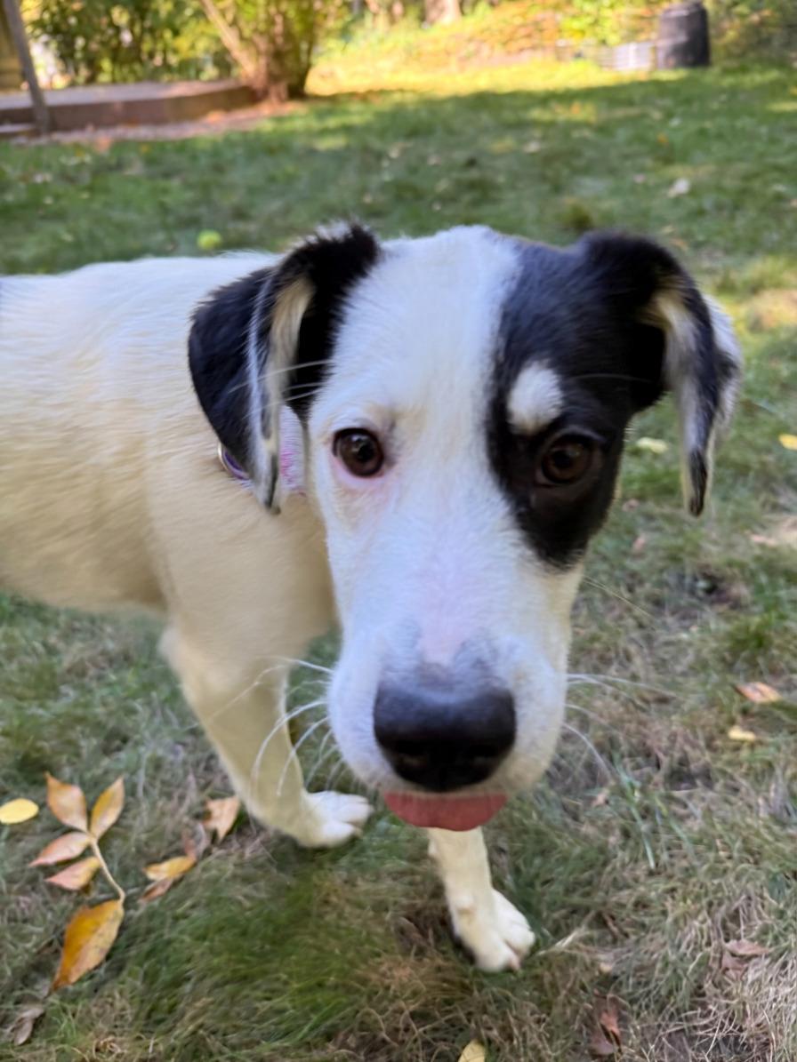 Enlarge Sylvie, a Adoptable mixed breed in Minneapolis, MN image 3/5