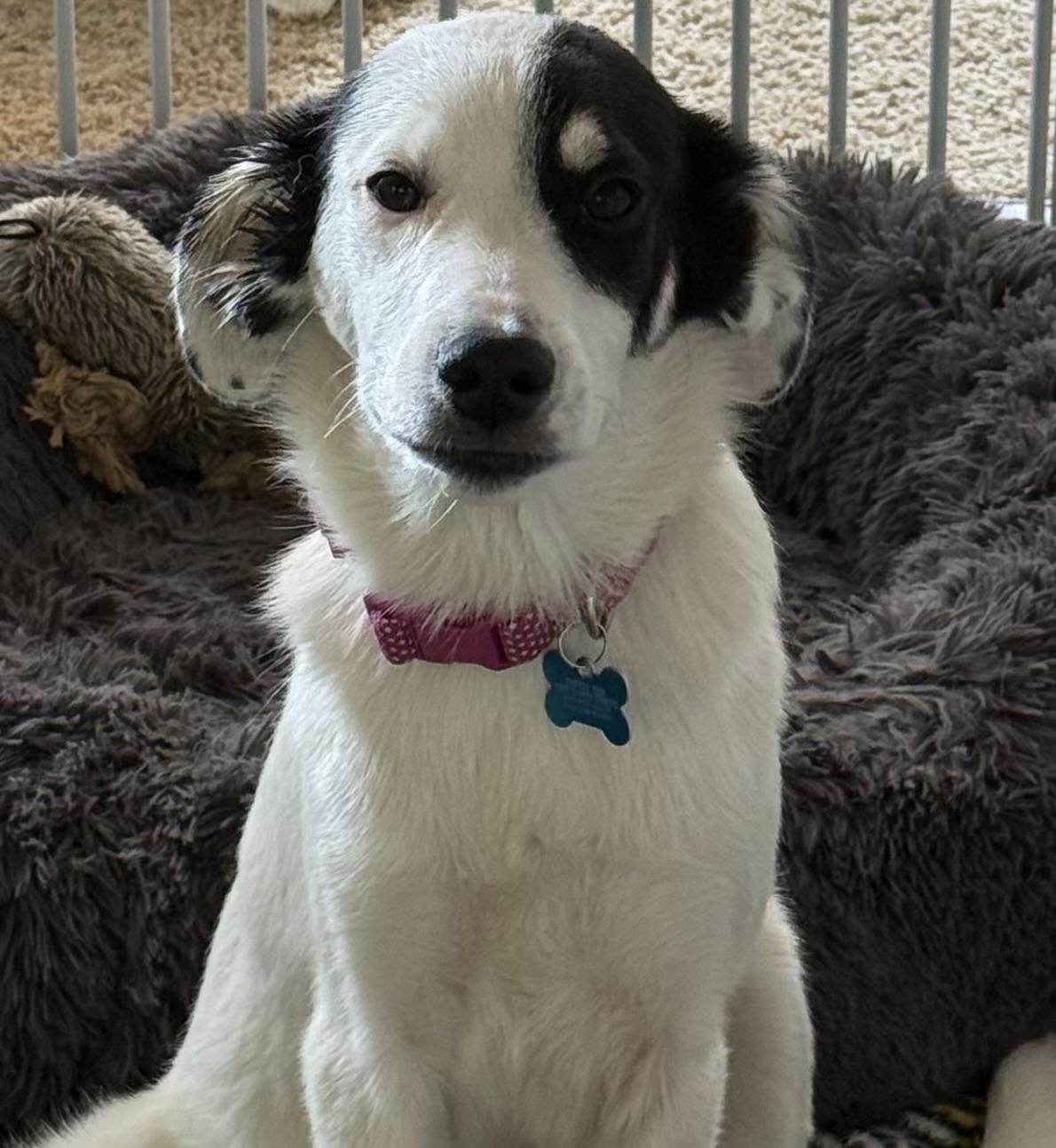 Enlarge Sylvie, a Adoptable mixed breed in Minneapolis, MN image 4/5