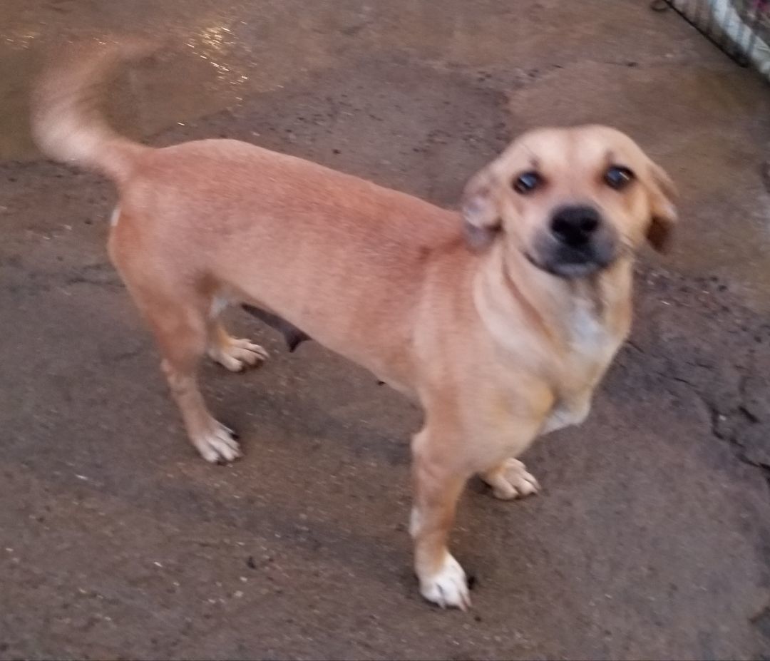 Amy, a Adoptable mixed breed in Cantua Creek, CA image 1/5