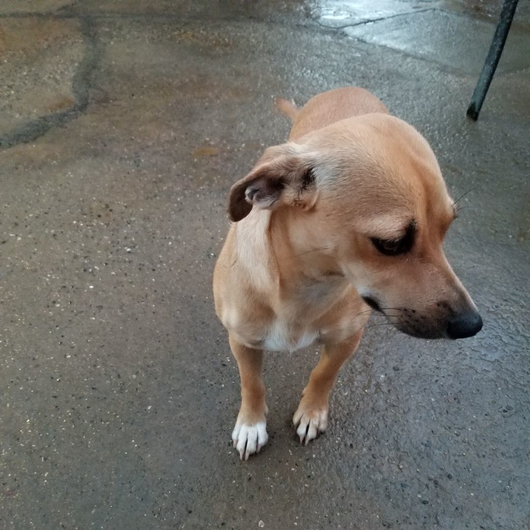 Amy, a Adoptable mixed breed in Cantua Creek, CA image 2/5