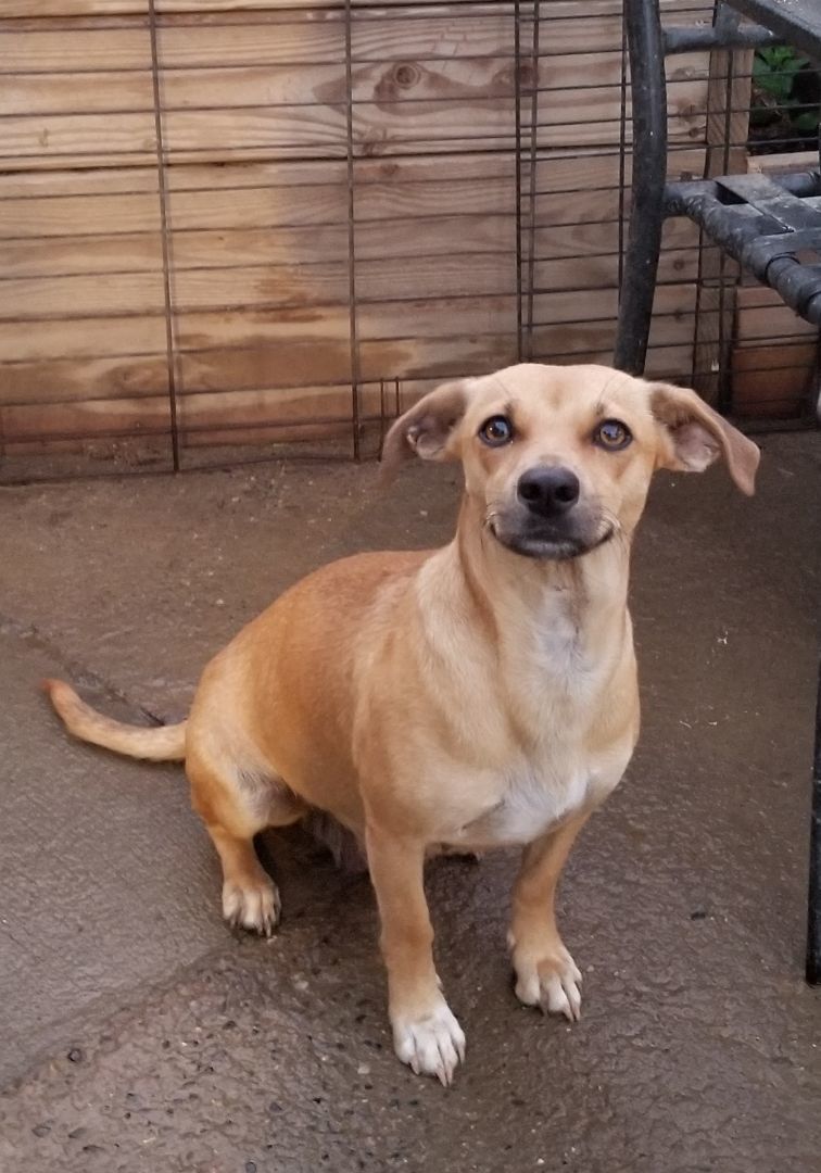 Amy, a Adoptable mixed breed in Cantua Creek, CA image 3/5