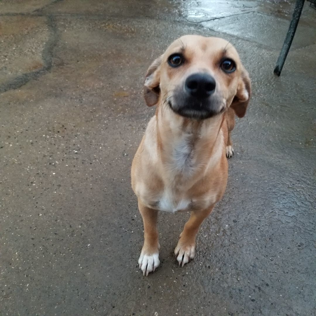 Amy, a Adoptable mixed breed in Cantua Creek, CA image 4/5