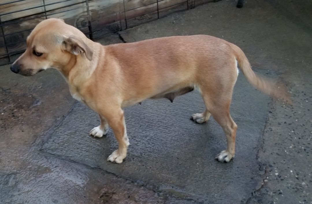 Amy, a Adoptable mixed breed in Cantua Creek, CA image 5/5