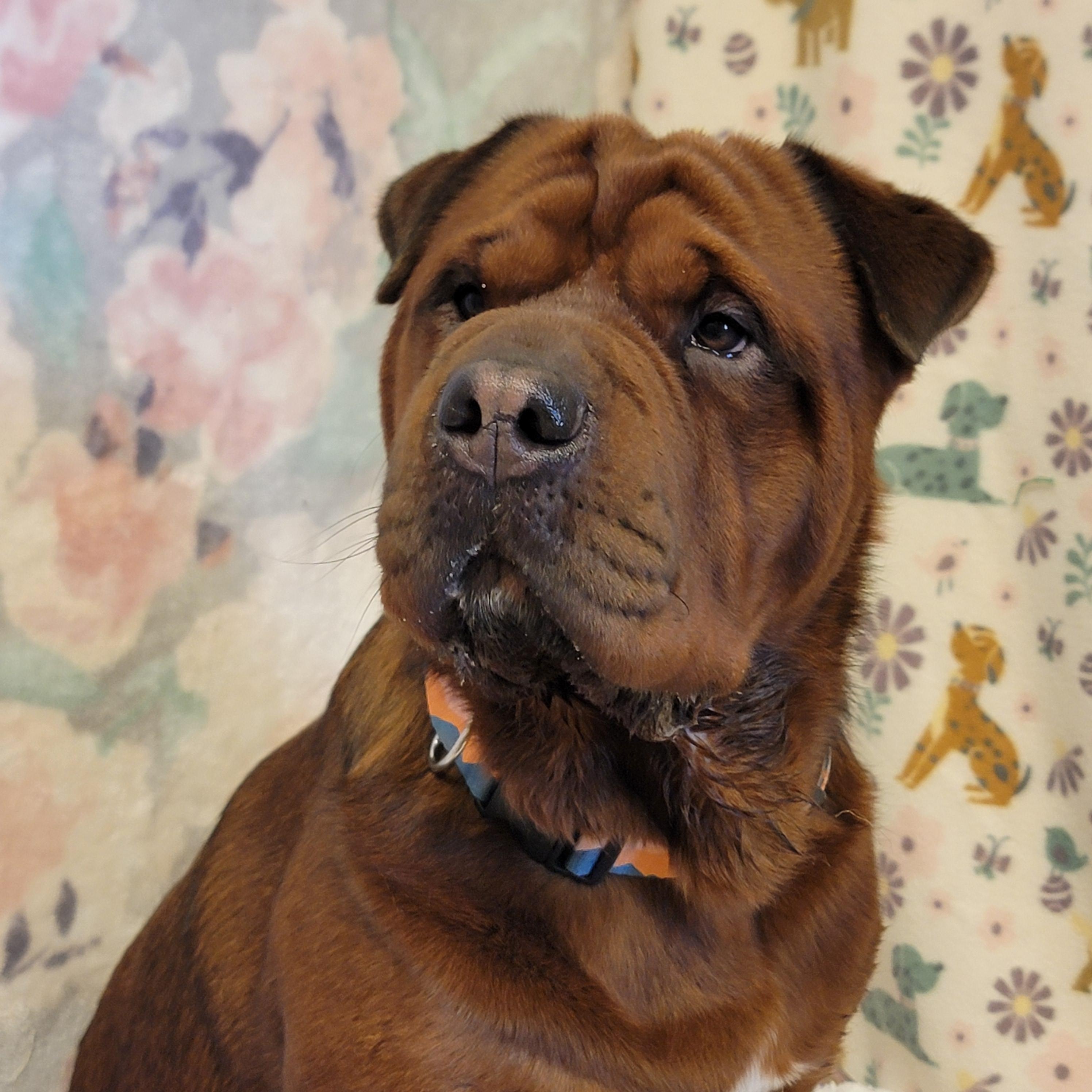 Mariposa, adopted, Adult Female Shar-Pei.