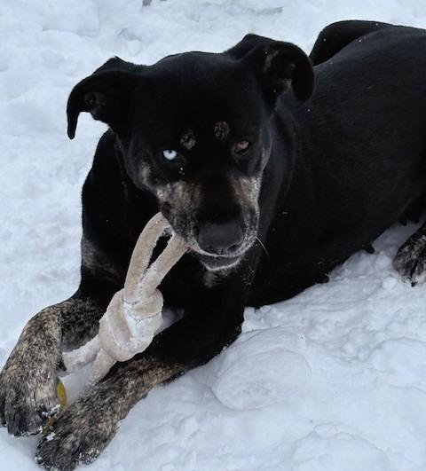 Vera, Adoptable, Young Female Cane Corso & German Shepherd Dog.