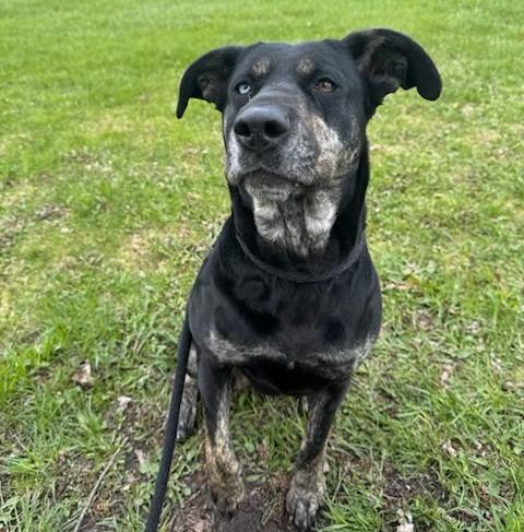 Vera, a Adoptable mixed breed in Ogdensburg, NY image 2/3