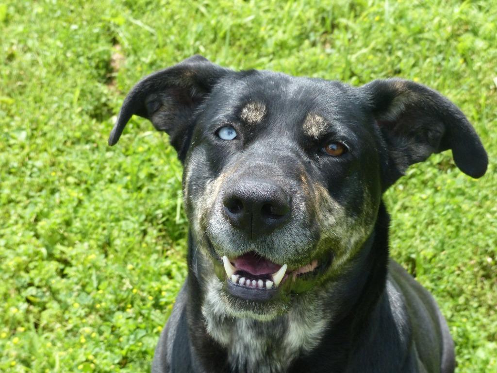 Vera, a Adoptable mixed breed in Ogdensburg, NY image 3/6