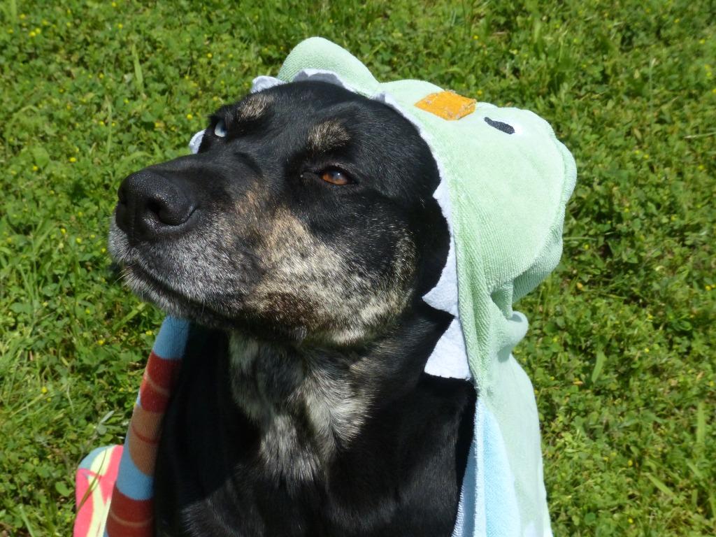 Vera, a Adoptable mixed breed in Ogdensburg, NY image 4/6