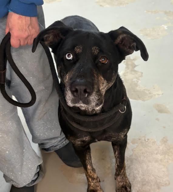 Enlarge Vera, a Adoptable mixed breed in Ogdensburg, NY image 2/2