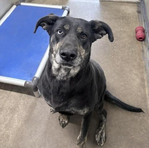 Vera, a Adoptable mixed breed in Ogdensburg, NY image 4/4
