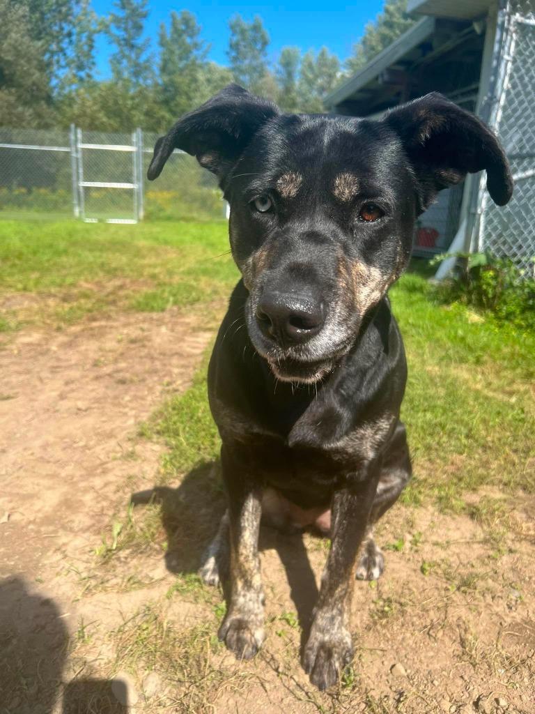 Enlarge Vera, a Adoptable mixed breed in Ogdensburg, NY image 6/6
