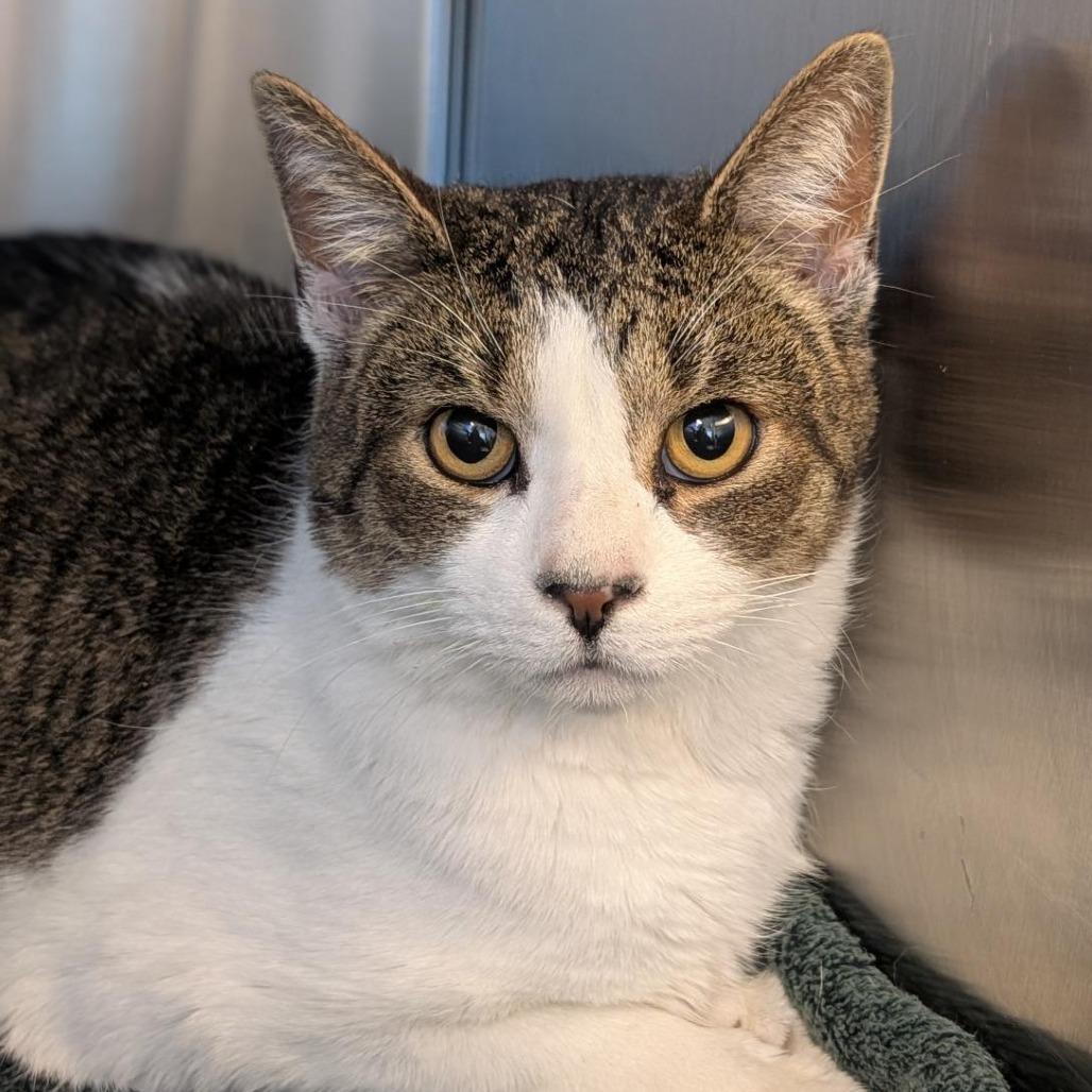 Mel B, Adoptable, Adult Female Domestic Short Hair.