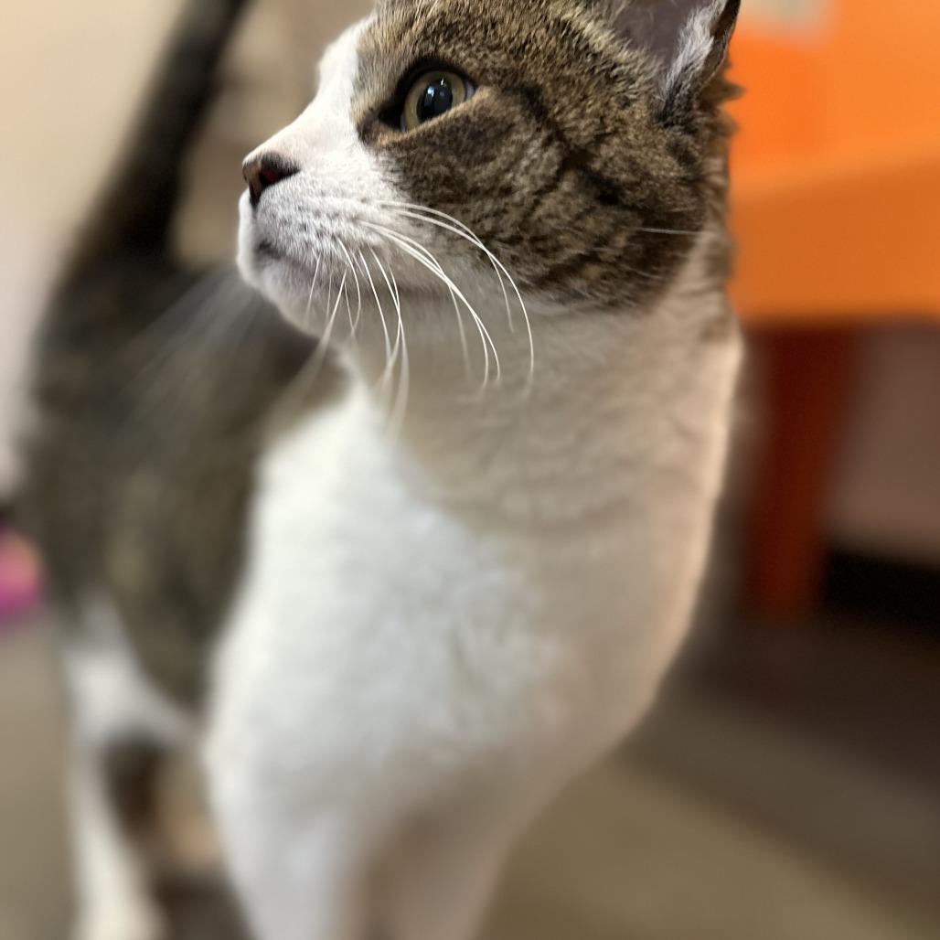 Enlarge Mel B, a Adoptable Domestic Short Hair in Washington Township, OH image 2/4