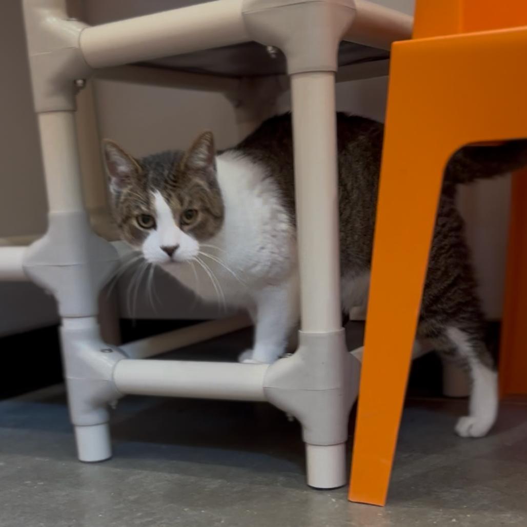 Enlarge Mel B, a Adoptable Domestic Short Hair in Washington Township, OH image 3/4