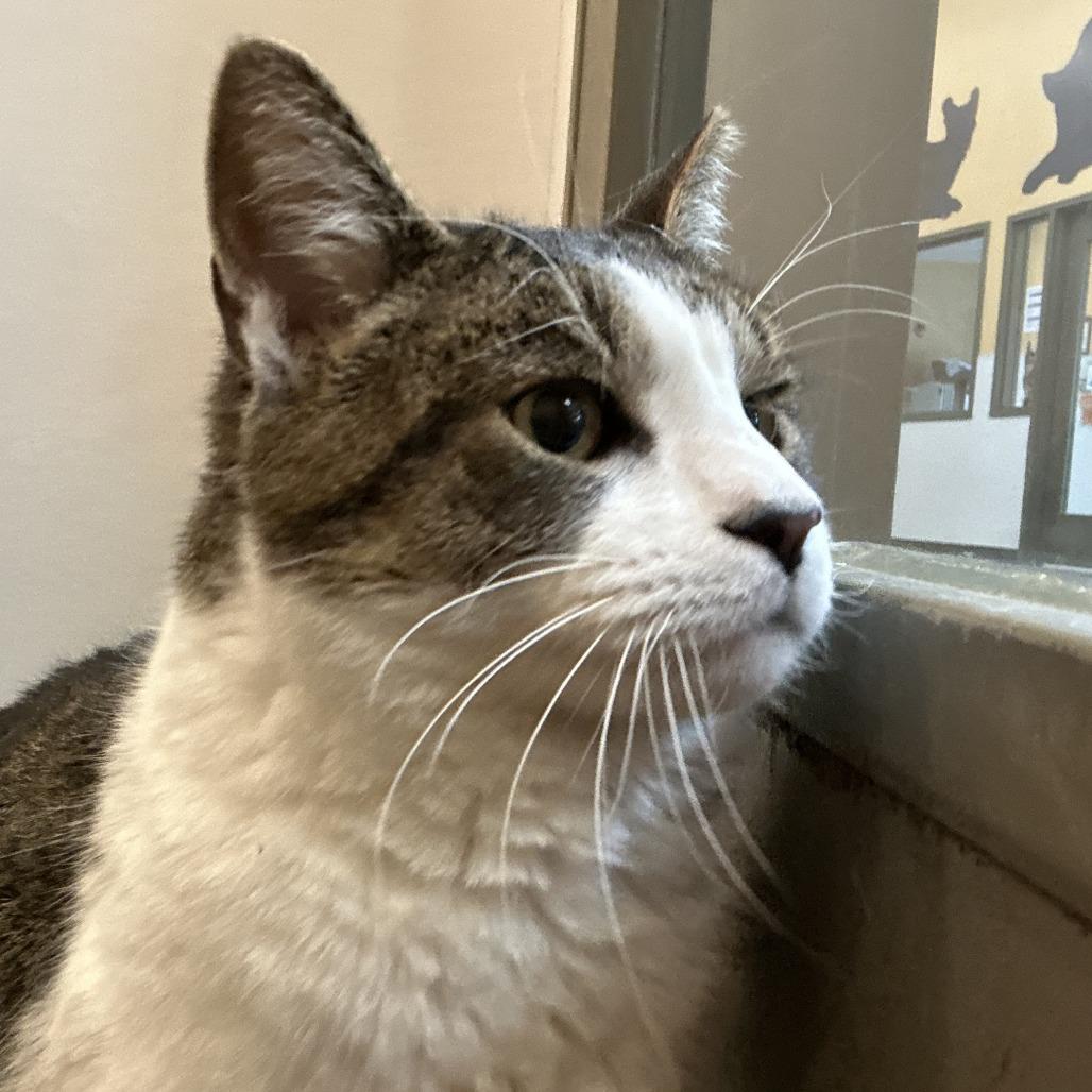 Enlarge Mel B, a Adoptable Domestic Short Hair in Washington Township, OH image 4/4