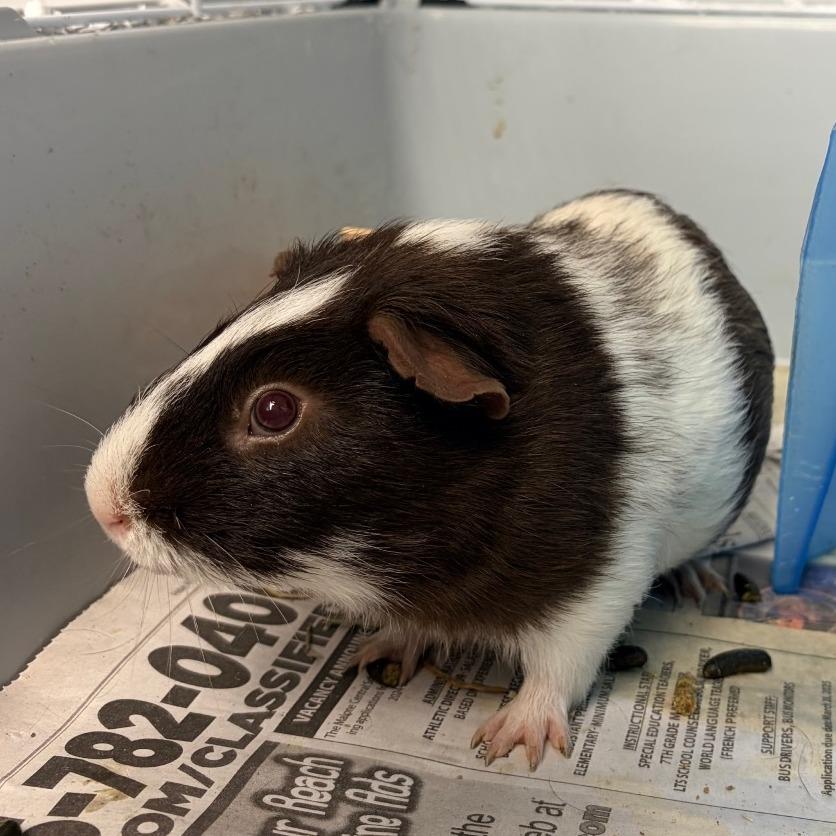 Ronaldo, Adoptable, Young Male Guinea Pig.