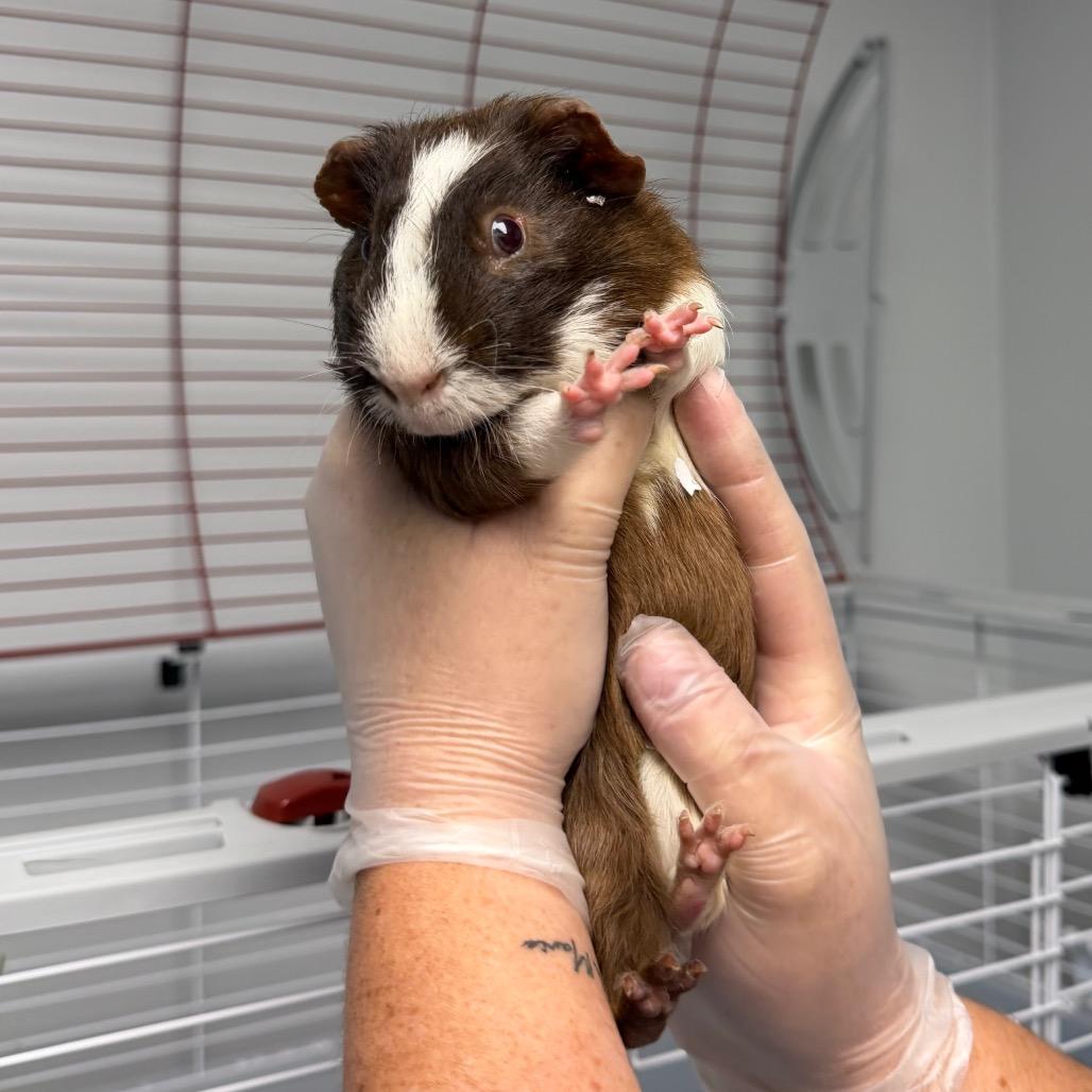 Ronaldo, a Adoptable Guinea Pig in Watertown, NY image 2/3
