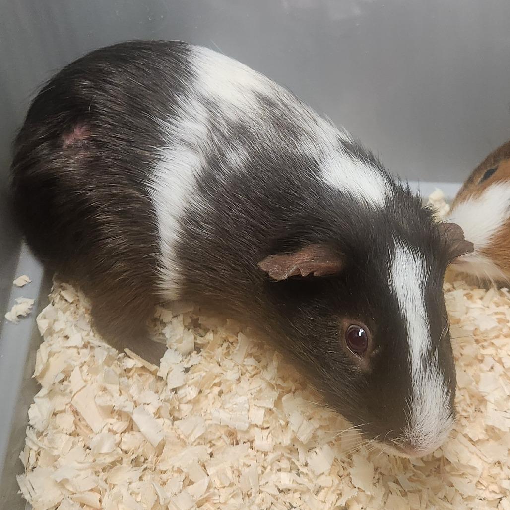 Ronaldo, a Adoptable Guinea Pig in Watertown, NY image 3/3