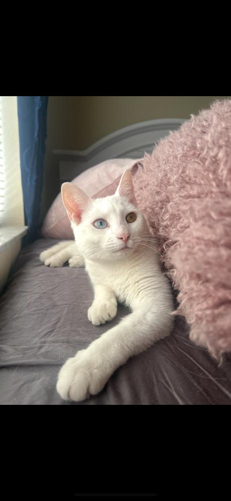 Diamond, Adoptable, Adult Female Domestic Short Hair.