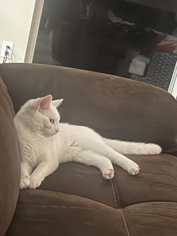 Enlarge Diamond, a Adoptable Domestic Short Hair in Orlando, FL image 2/6