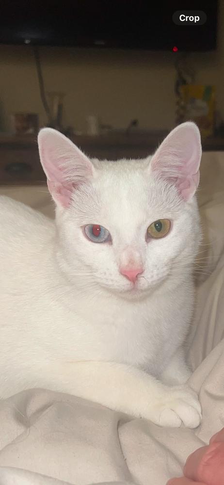 Enlarge Diamond, a Adoptable Domestic Short Hair in Orlando, FL image 3/6