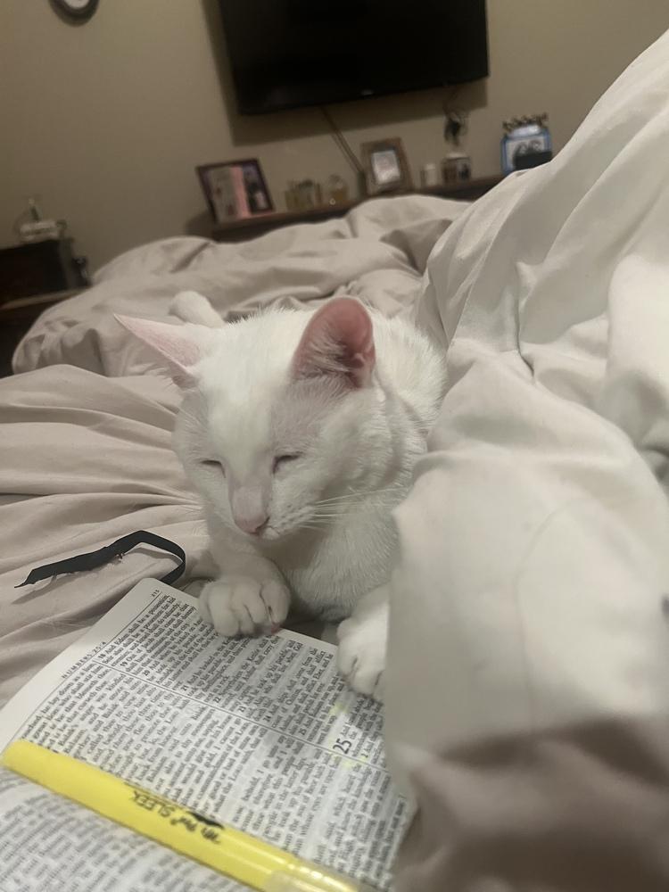 Enlarge Diamond, a Adoptable Domestic Short Hair in Orlando, FL image 4/6