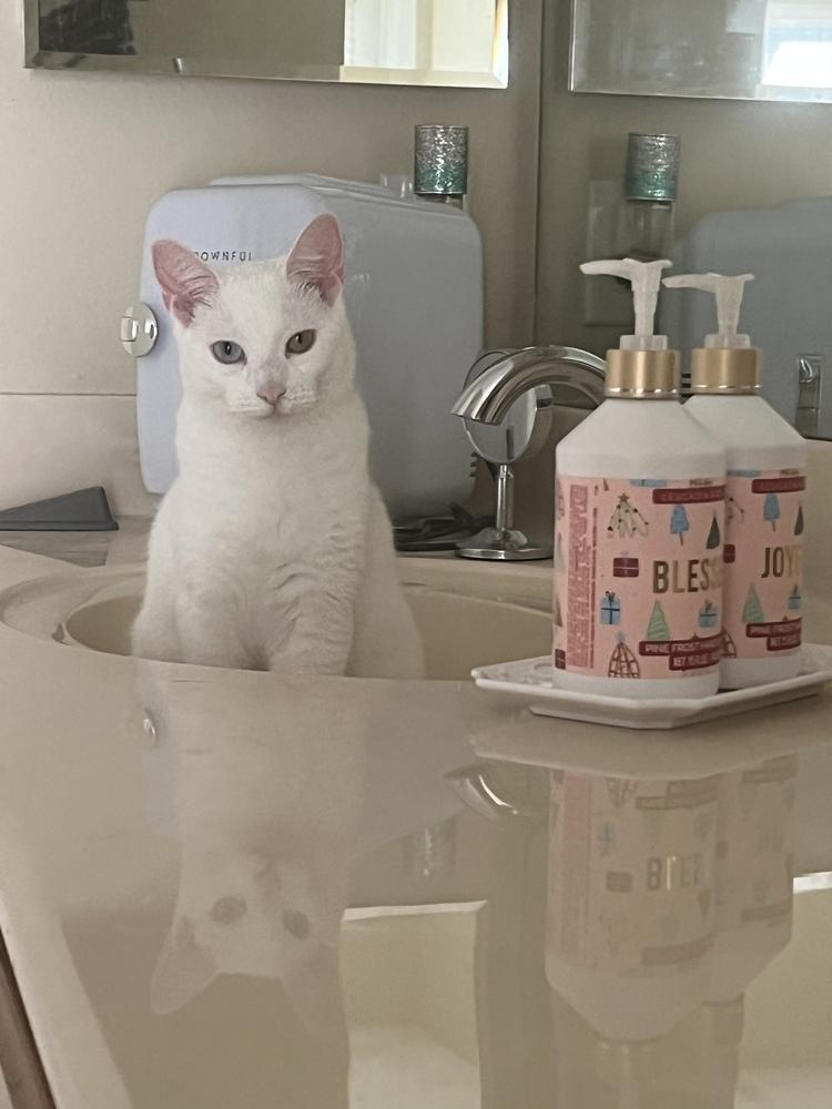 Enlarge Diamond, a Adoptable Domestic Short Hair in Orlando, FL image 5/6