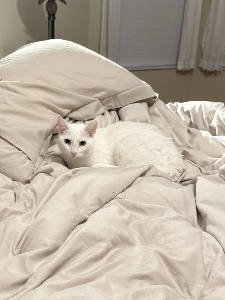 Enlarge Diamond, a Adoptable Domestic Short Hair in Orlando, FL image 6/6