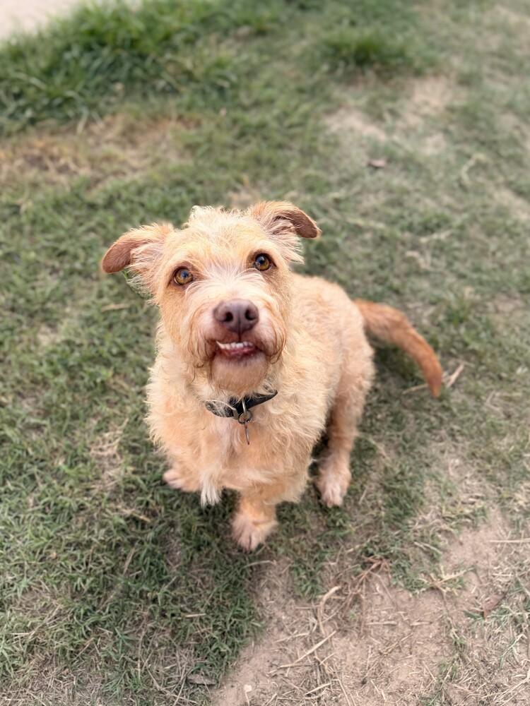Enlarge Reynolds, a Adoptable mixed breed in Richmond, TX image 1/4