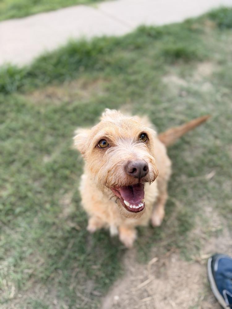 Enlarge Reynolds, a Adoptable mixed breed in Richmond, TX image 2/4