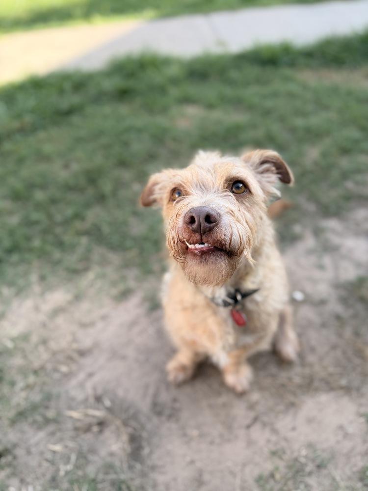 Enlarge Reynolds, a Adoptable mixed breed in Richmond, TX image 3/4