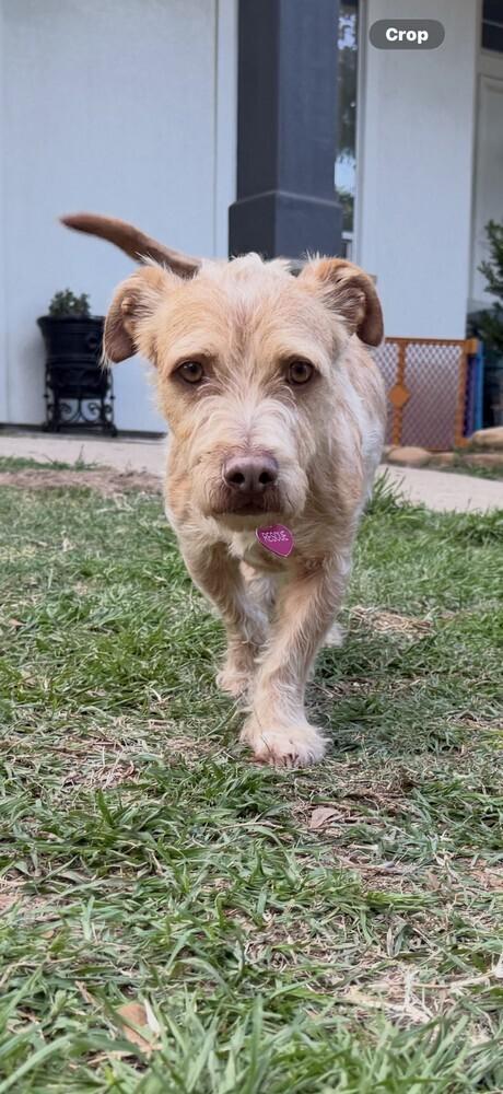 Enlarge Reynolds, a Adoptable mixed breed in Richmond, TX image 4/4