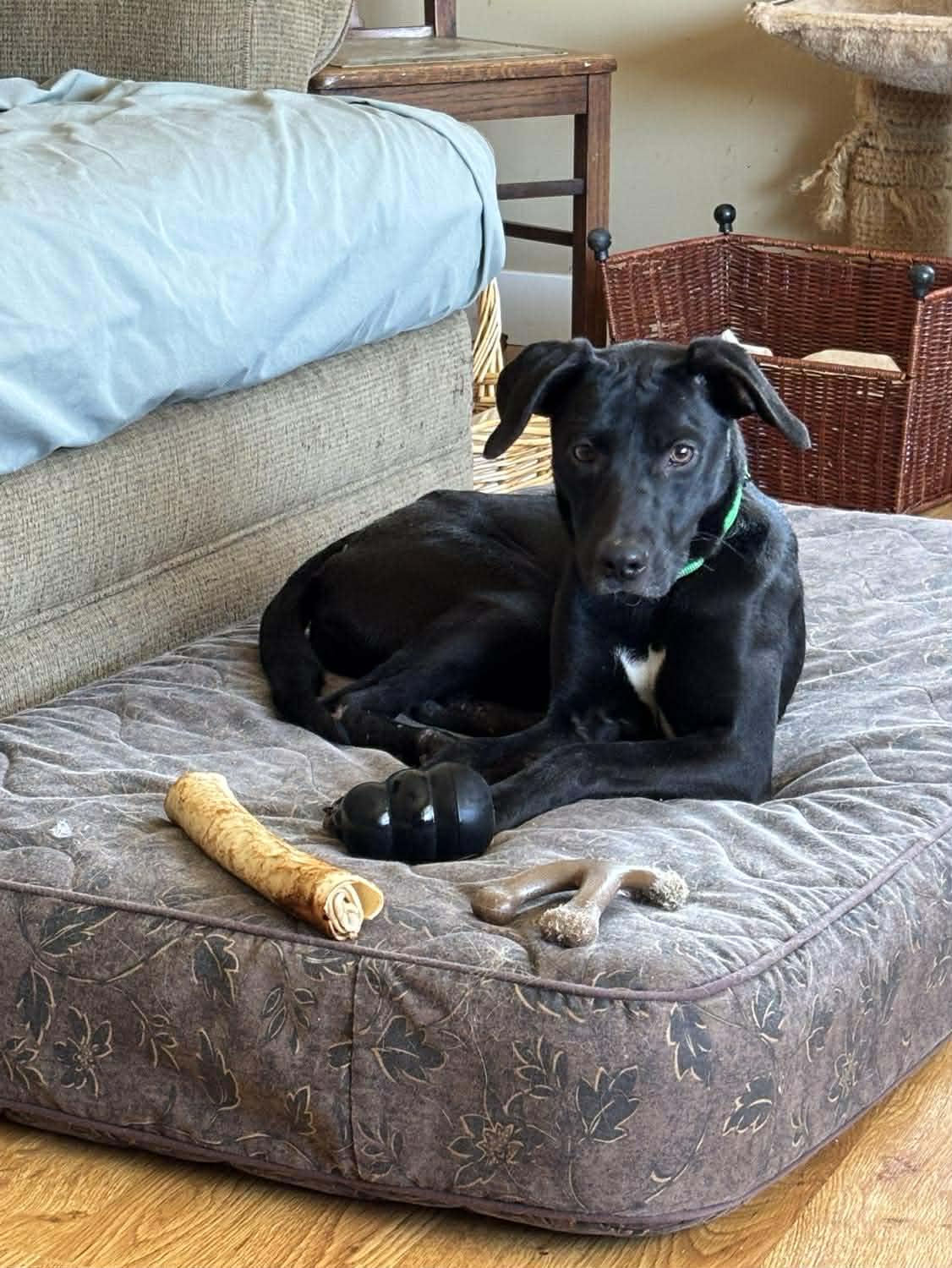 Enlarge Ivy, a ADOPTABLE mixed breed in Sheboygan, WI image 1/1