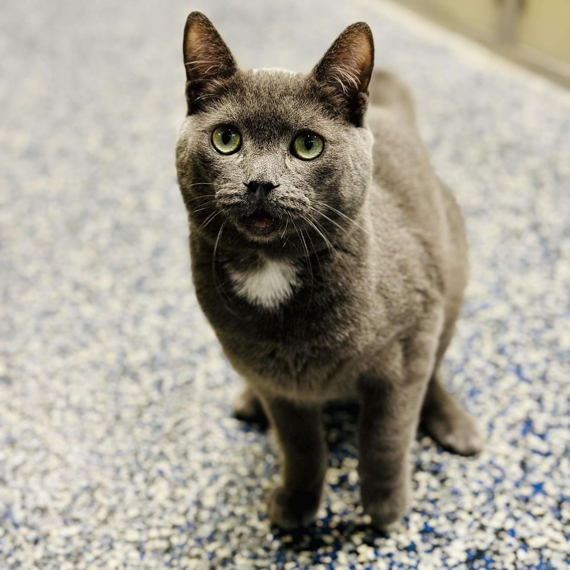 Enlarge Blue , a ADOPTABLE Domestic Short Hair in Jackson, NJ image 2/2