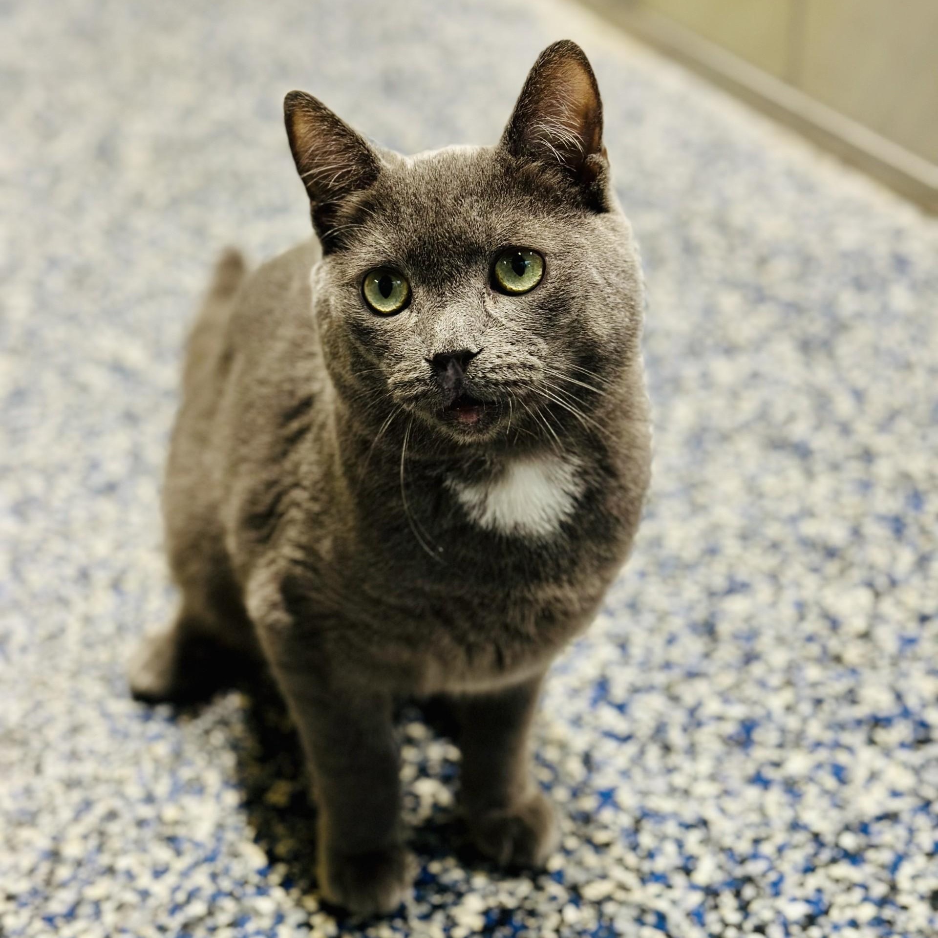 Enlarge Blue , a ADOPTABLE Domestic Short Hair in Jackson, NJ image 1/2