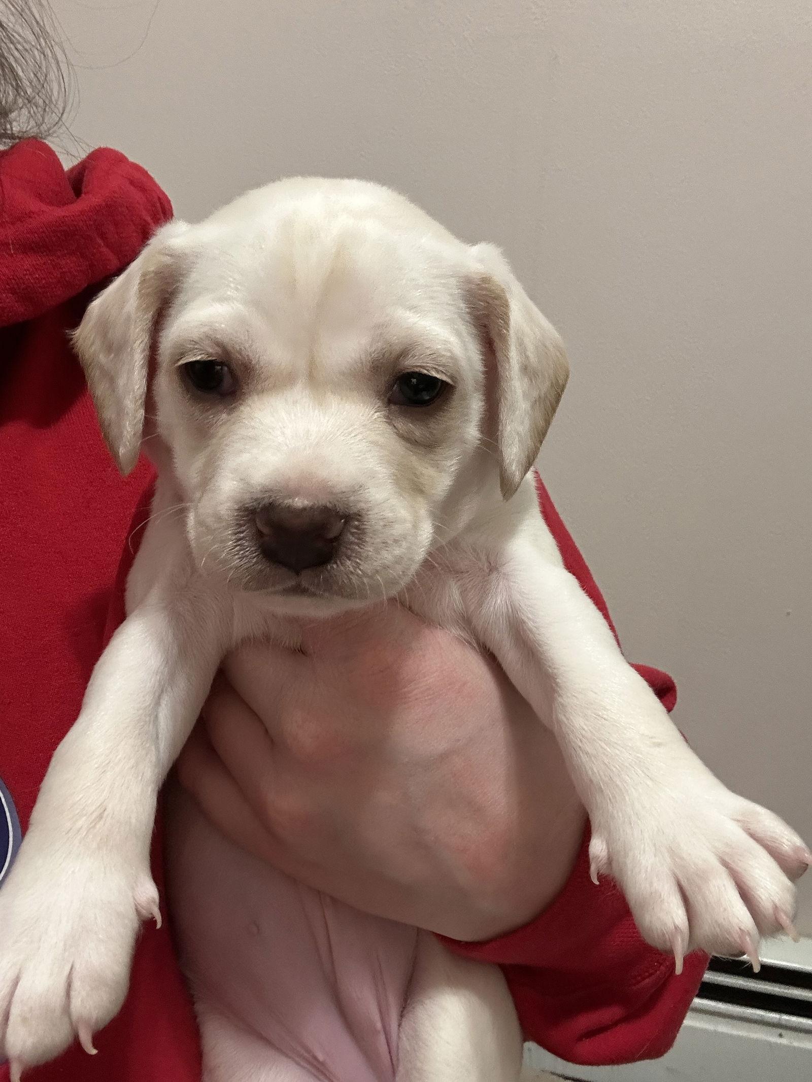 Snowball, Adopted, Young Female Mixed Breed.