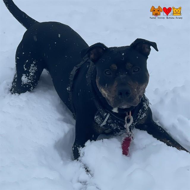 JAMES EARL BONES, Adoptable, Adult Male American Staffordshire Terrier & Mixed Breed.
