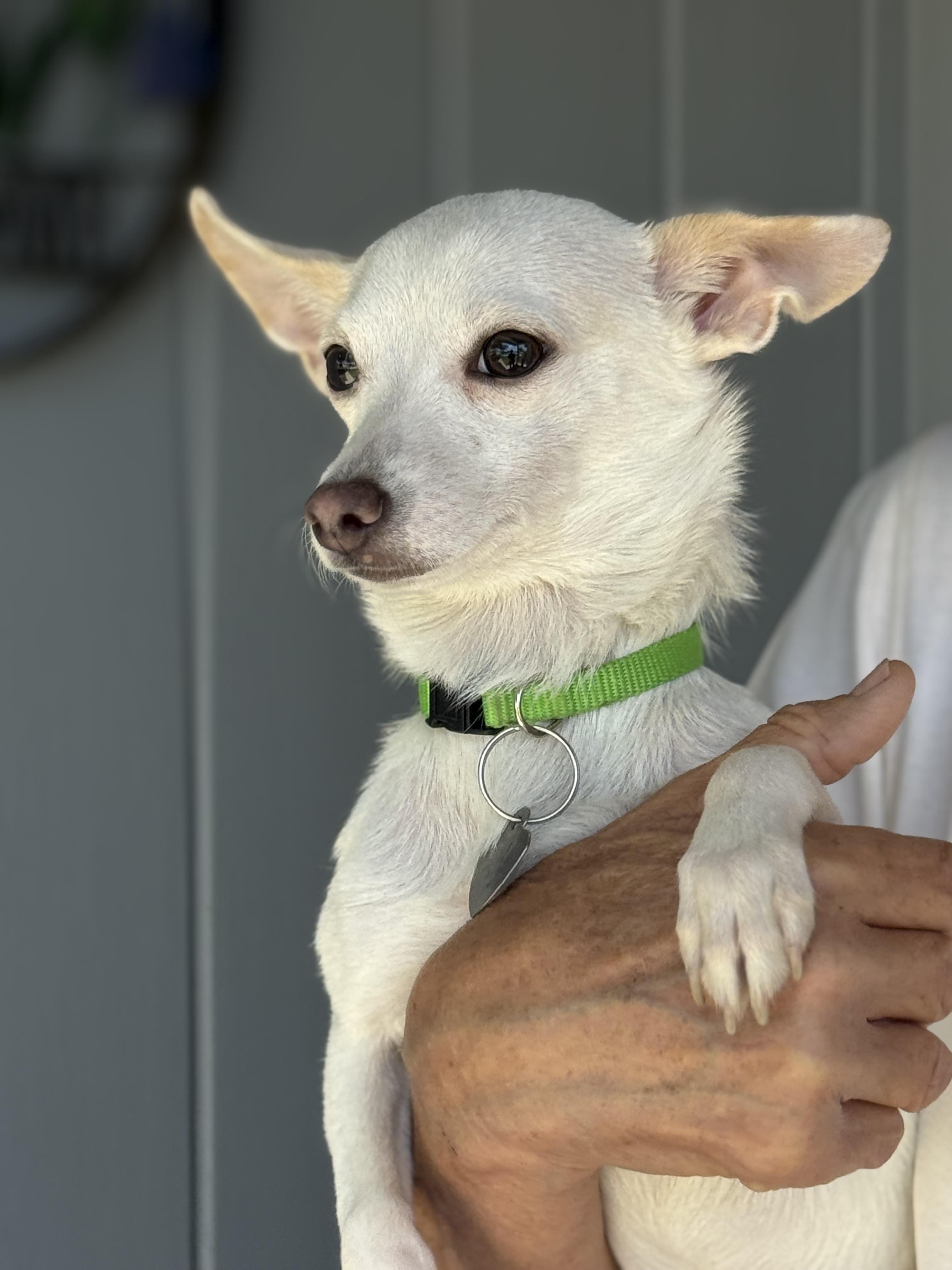 Enlarge Benny, a ADOPTABLE Chihuahua in Santa Maria, CA image 3/4