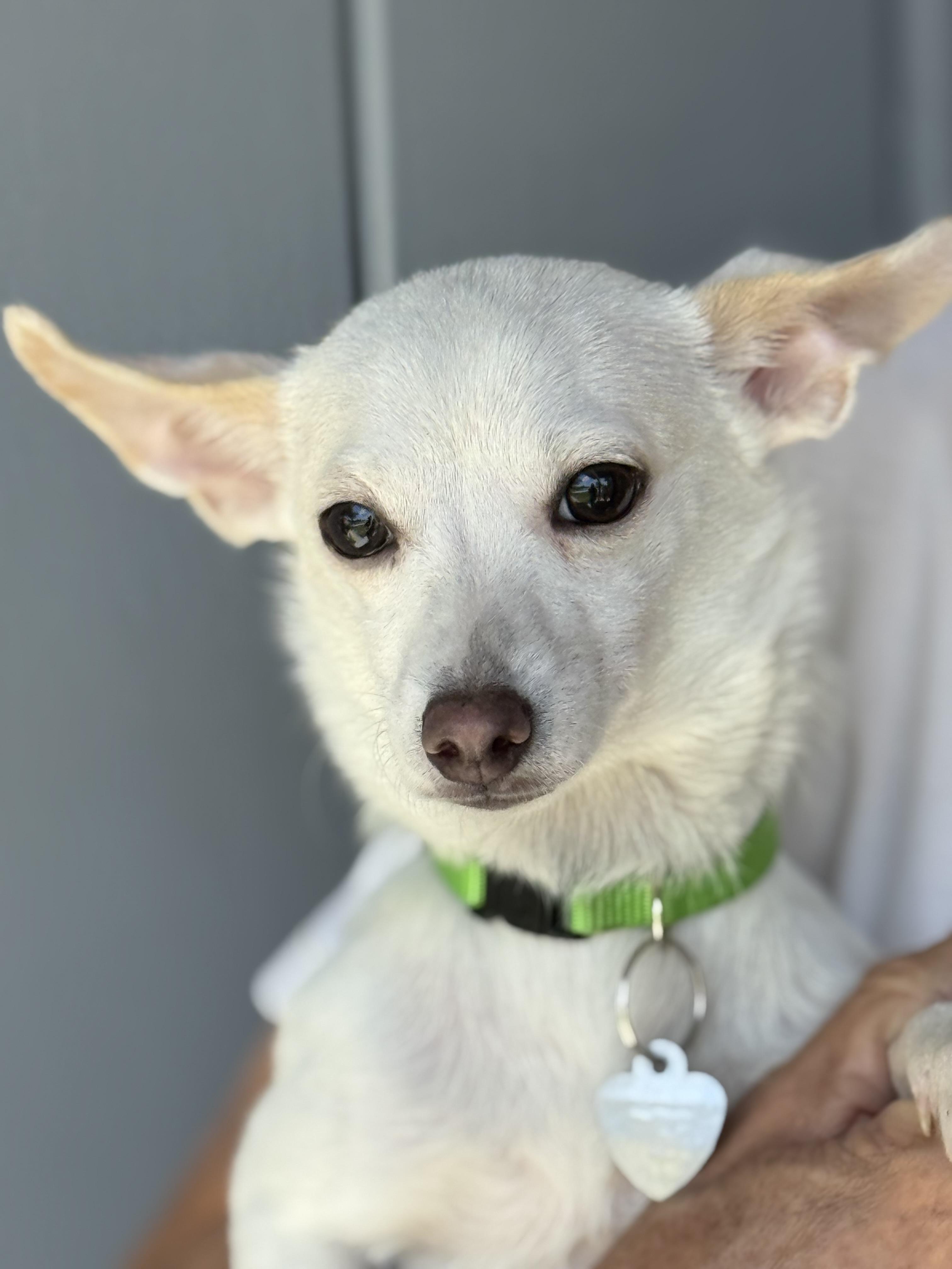 Enlarge Benny, a ADOPTABLE Chihuahua in Santa Maria, CA image 4/4