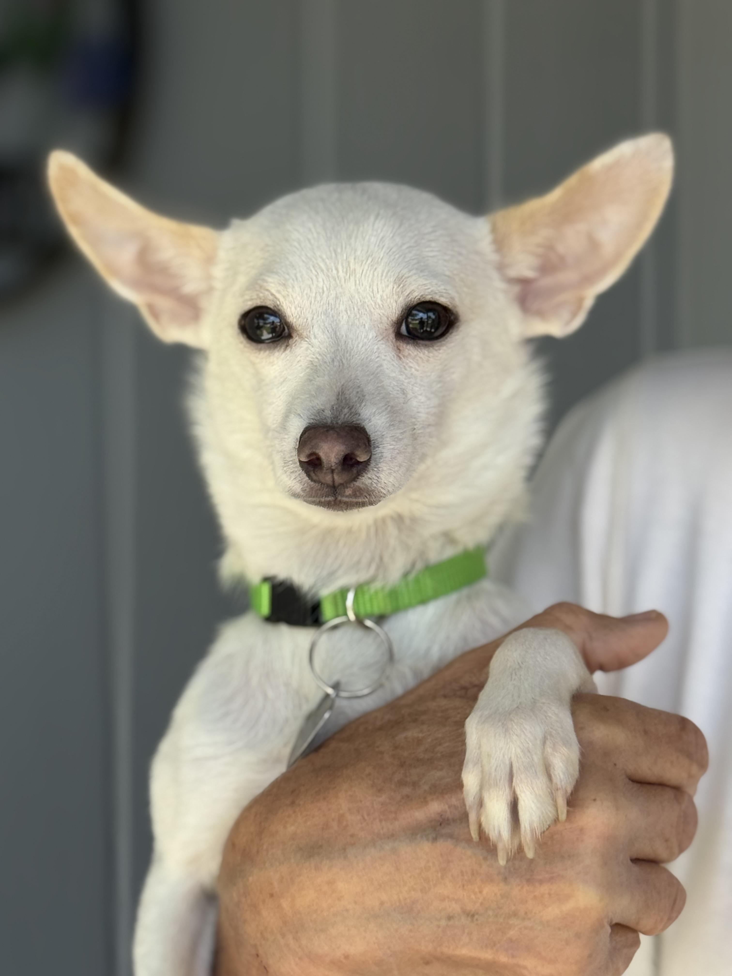Benny, ADOPTABLE, Young Male Chihuahua.