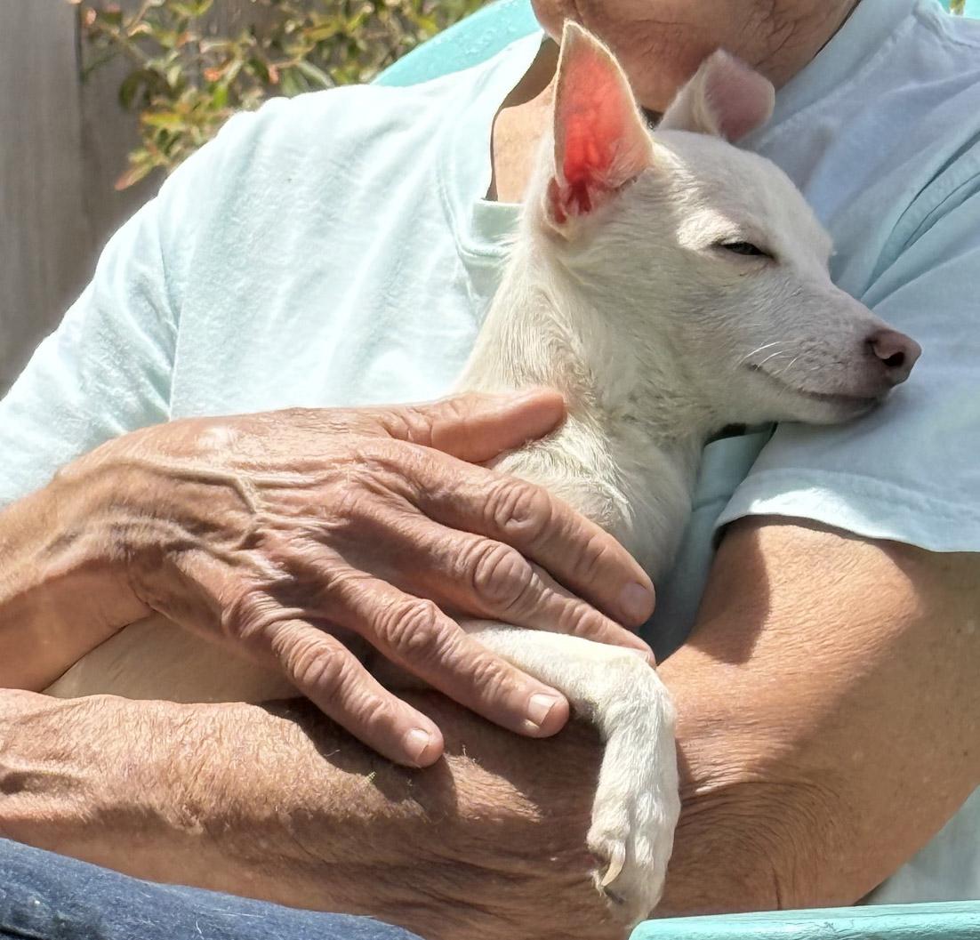 Enlarge Benny, a ADOPTABLE Chihuahua in Santa Maria, CA image 2/4