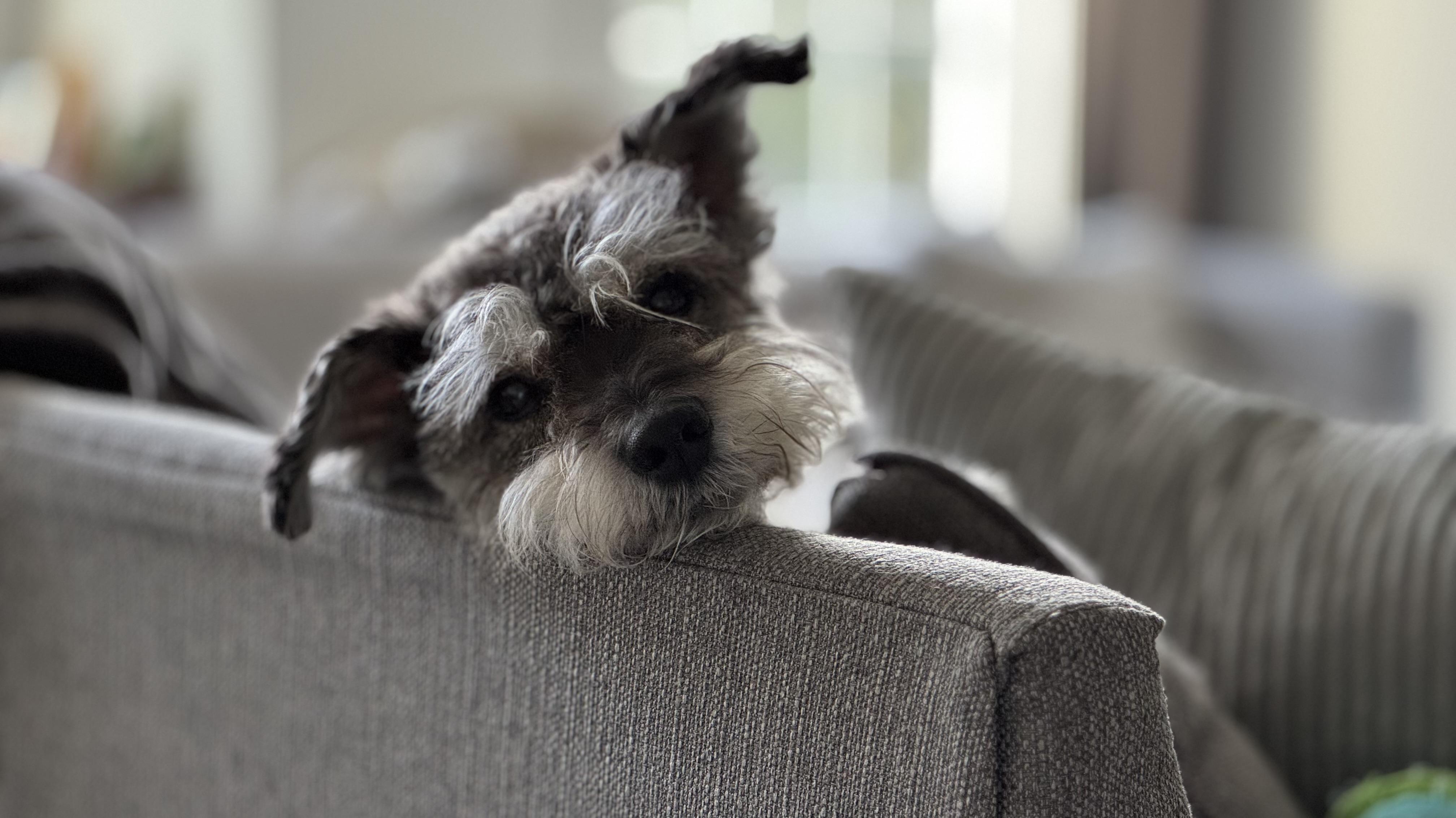 Enlarge Stuart, a Adopted Miniature Schnauzer in Fanwood, NJ image 2/4