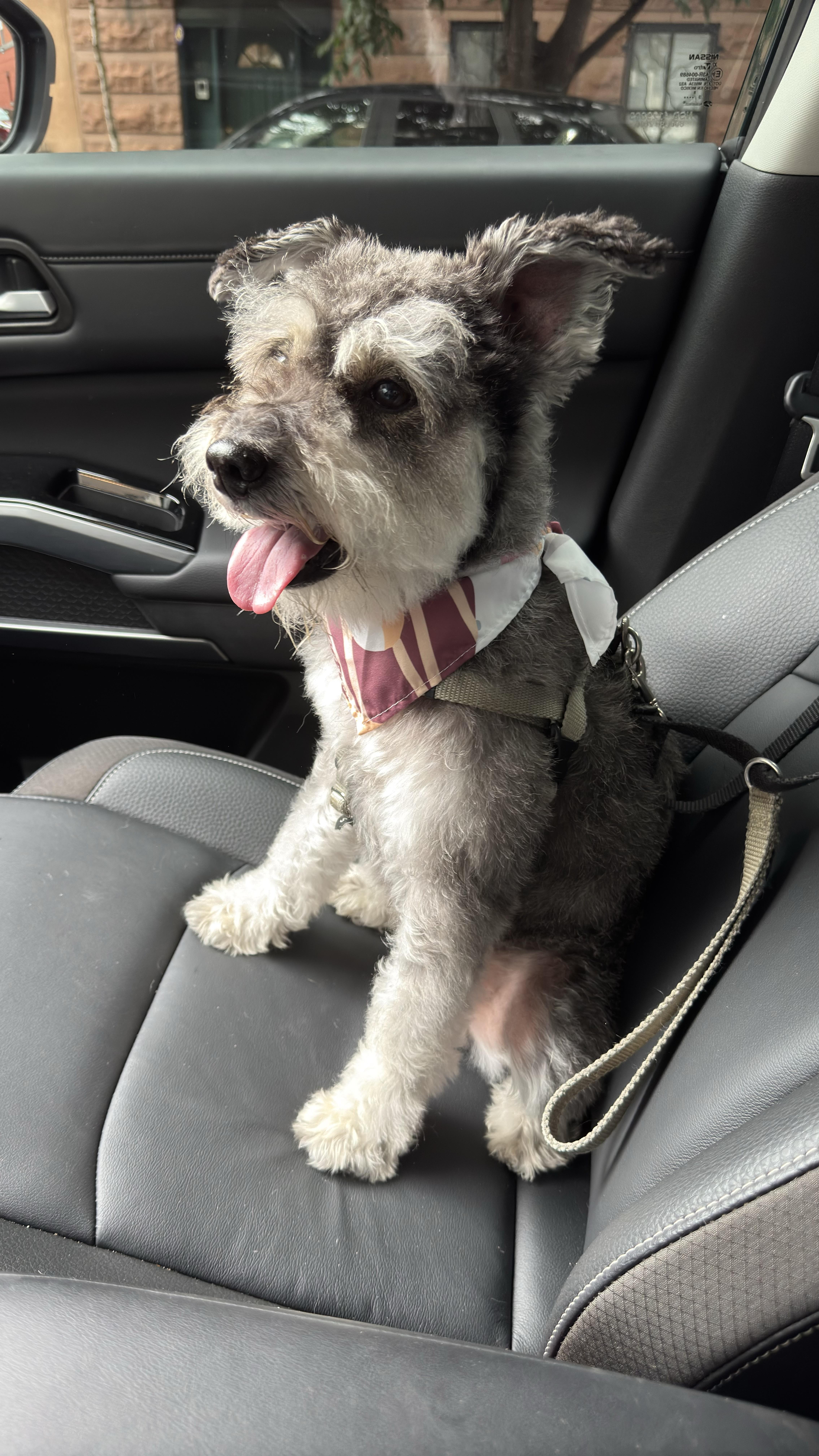 Stuart, Adopted, Adult Male Miniature Schnauzer.