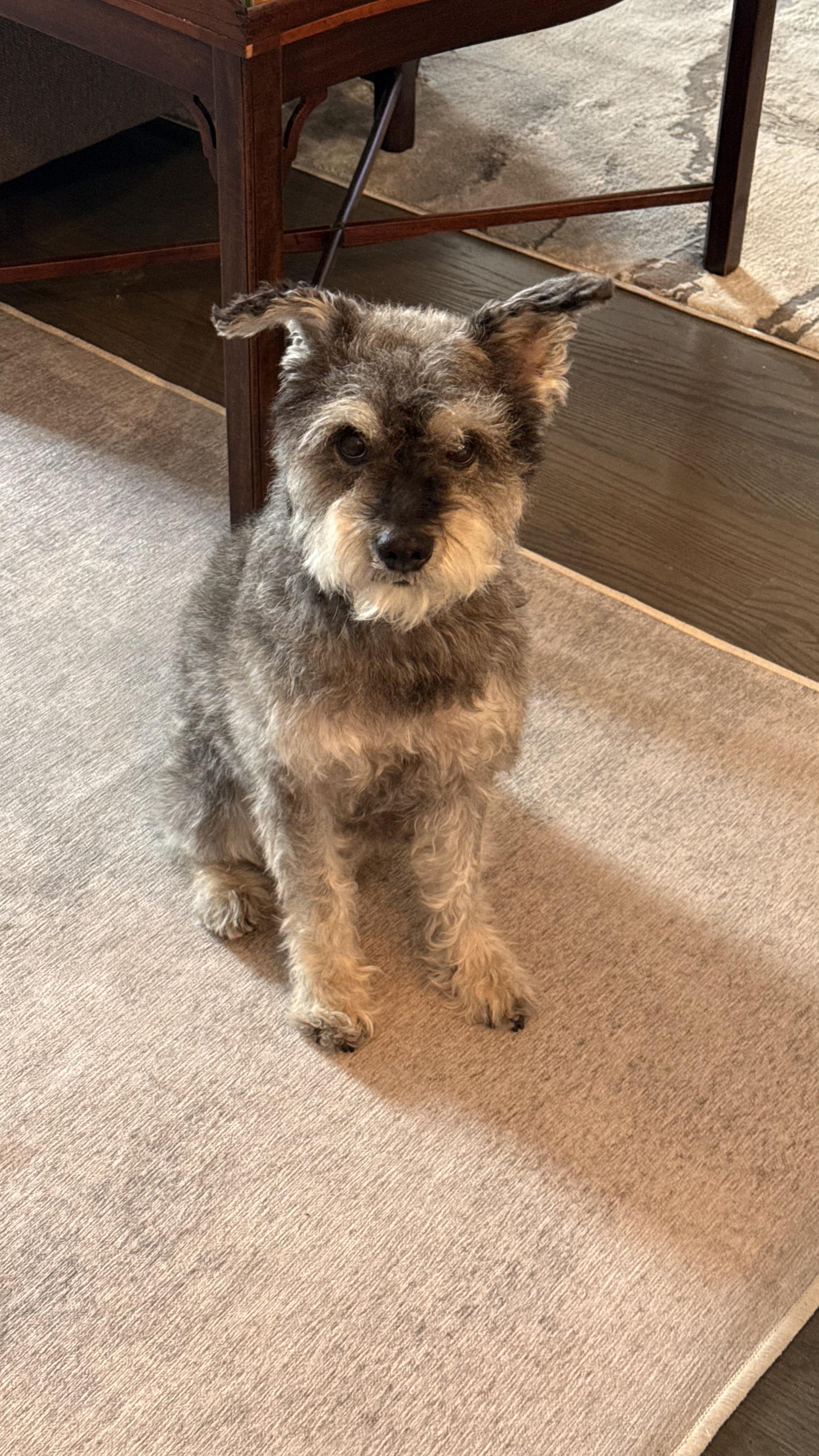 Enlarge Stuart, a Adopted Miniature Schnauzer in Fanwood, NJ image 3/4