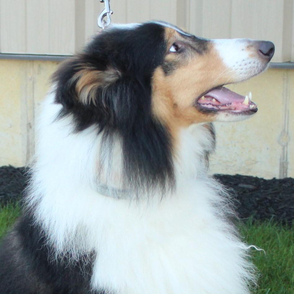 Enlarge Collin, a Adoptable Collie in Eaton, OH image 4/6
