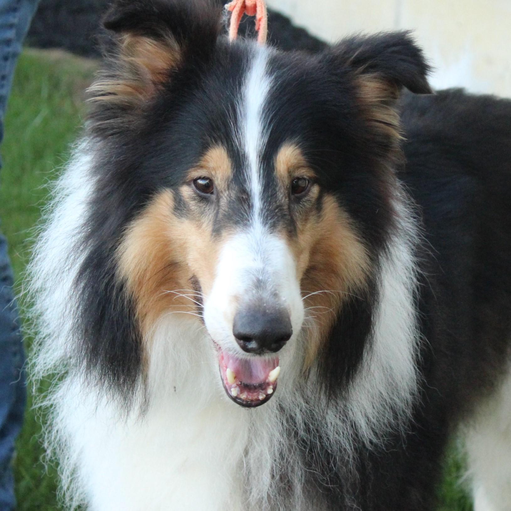 Enlarge Collin, a Adoptable Collie in Eaton, OH image 1/6