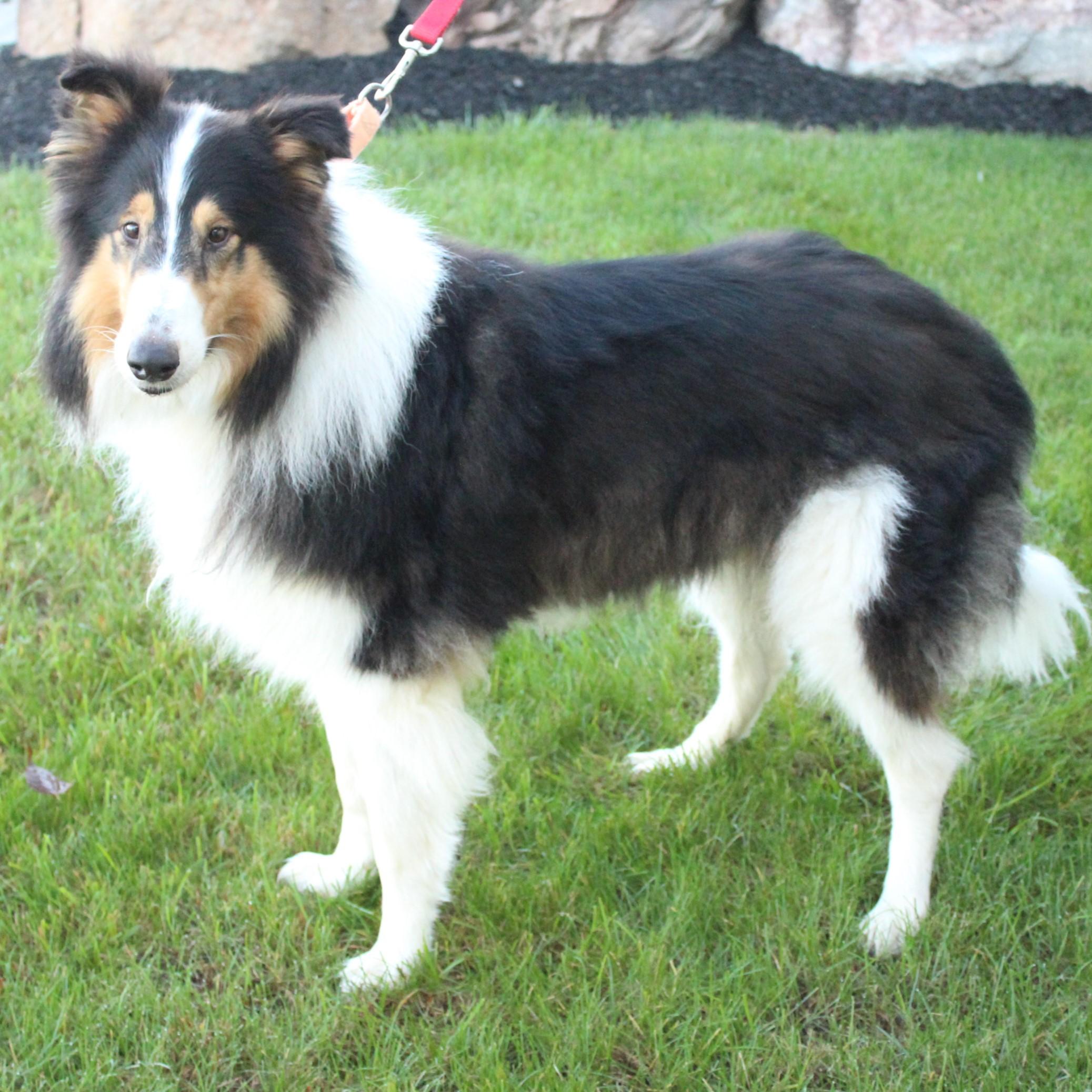 Enlarge Collin, a Adoptable Collie in Eaton, OH image 5/6