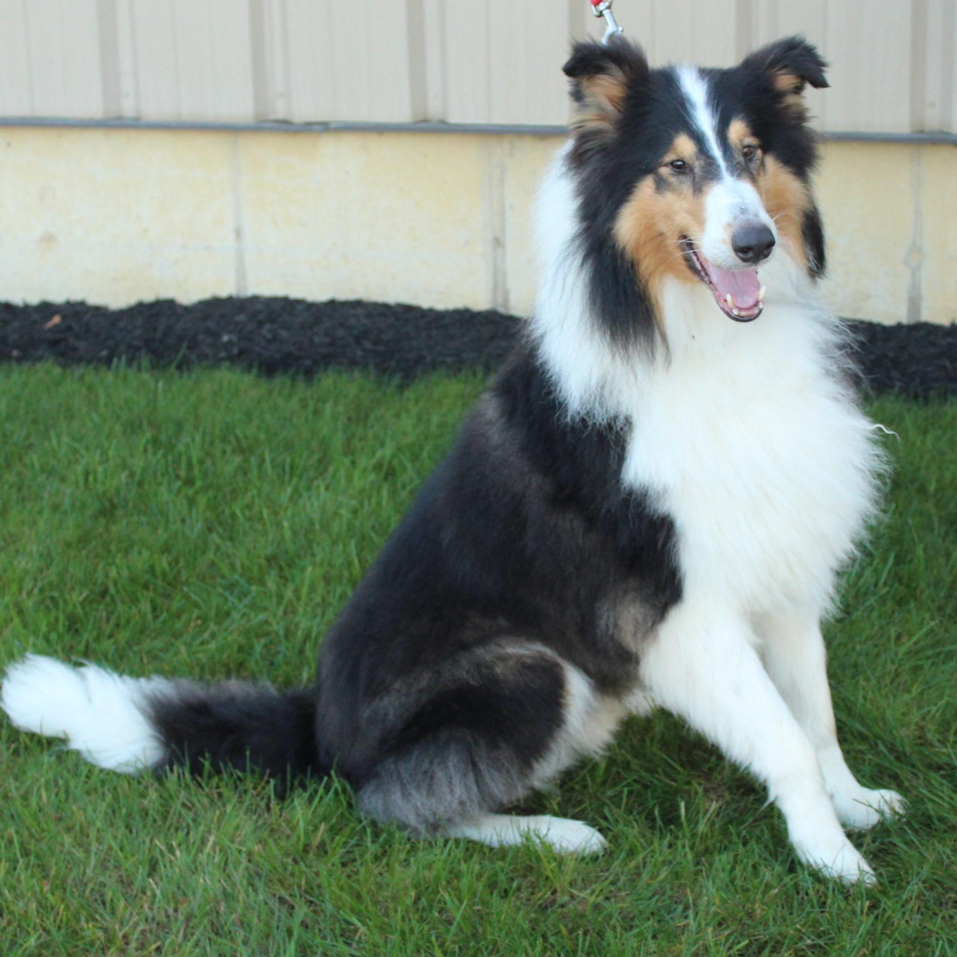 Enlarge Collin, a Adoptable Collie in Eaton, OH image 3/6