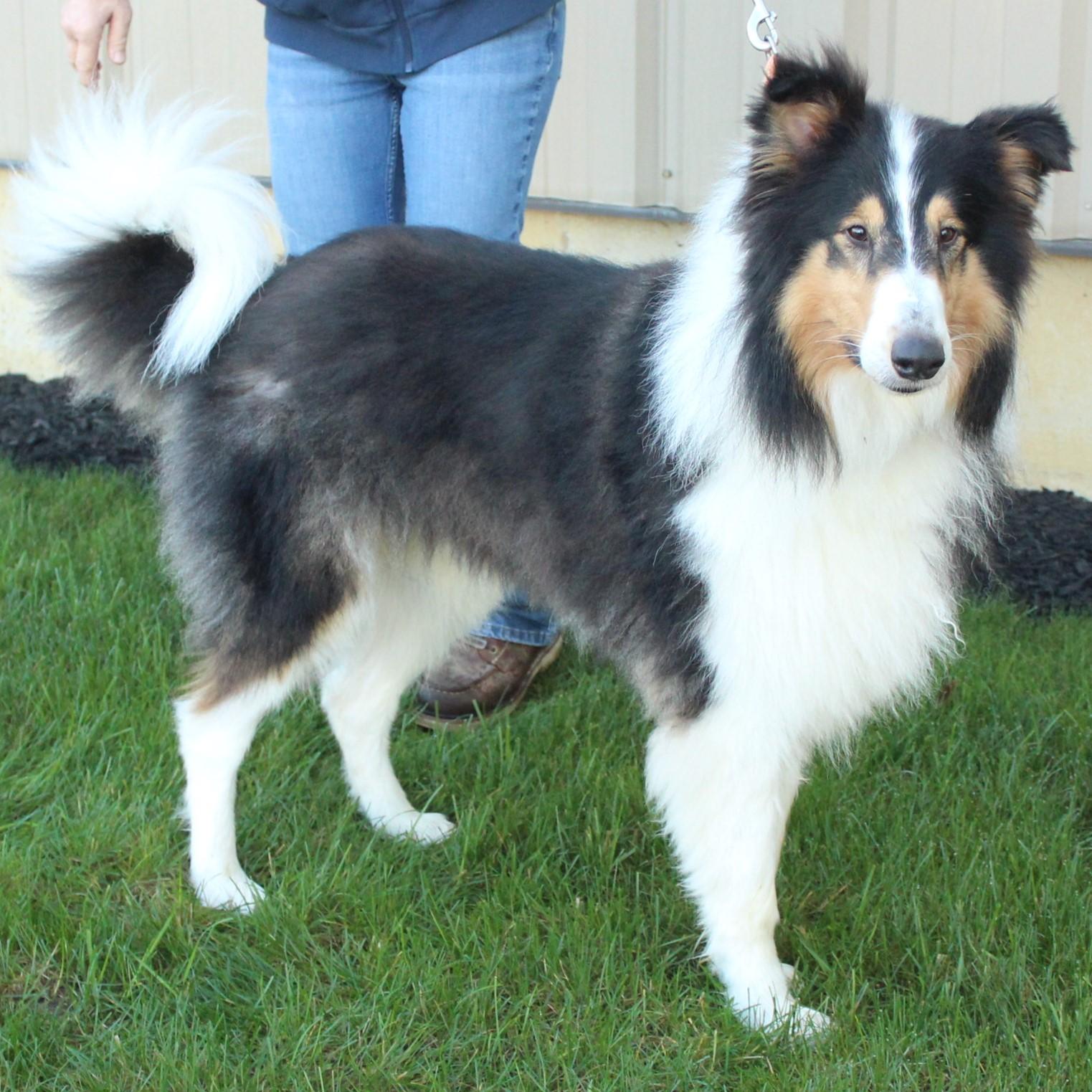 Enlarge Collin, a Adoptable Collie in Eaton, OH image 2/6